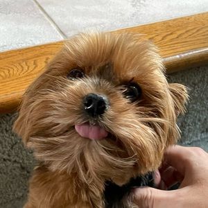 Meet your Posher, Connor